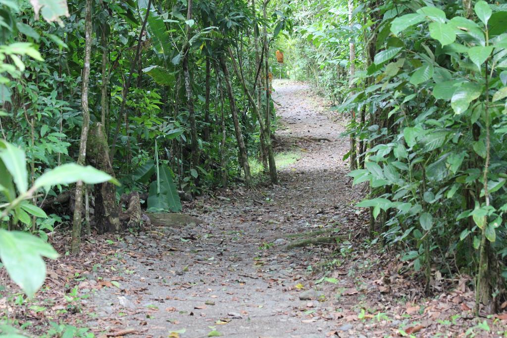 Danta Corcovado Lodge Rincón Exteriör bild